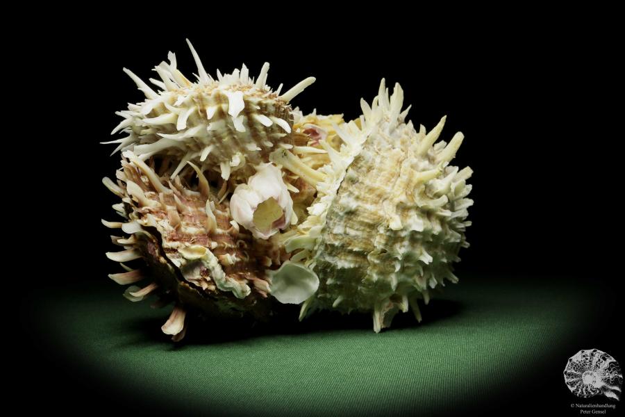 Spondylus variegatus & Balanus spec. (14959) a shell from Indo-Pacific | Conchylia | Shells & Brachiopods