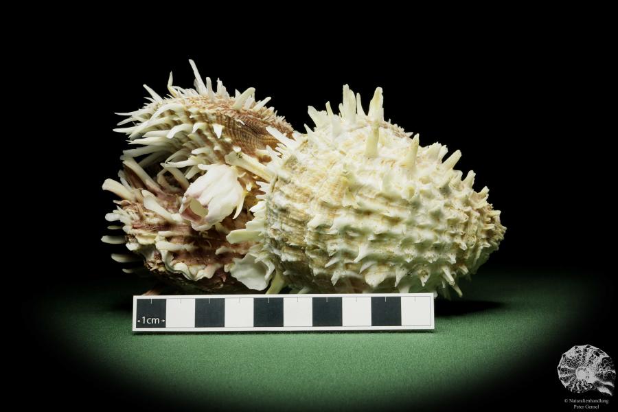 Spondylus variegatus & Balanus spec. (14959) eine Muschel aus Indopazifik | Conchylien | Muscheln & Brachiopoden