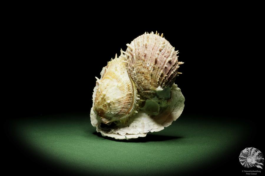 Spondylus variegatus on Placuna ephippium (14960) a shell from Philippines | Conchylia | Shells & Brachiopods