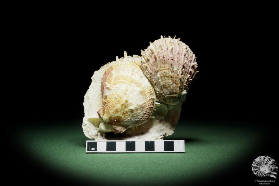 Spondylus variegatus on Placuna ephippium (14960) a shell from Philippines | Conchylia | Shells & Brachiopods