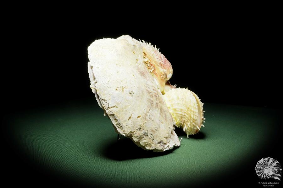 Spondylus variegatus on Placuna ephippium (14967) a shell from Philippines | Conchylia | Shells & Brachiopods