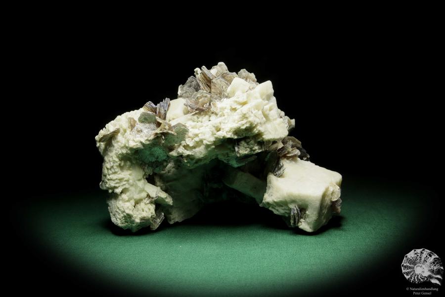 Muskovit XX auf Albit XX (15053) ein Mineral aus Südamerika | Mineralien | Weltweit