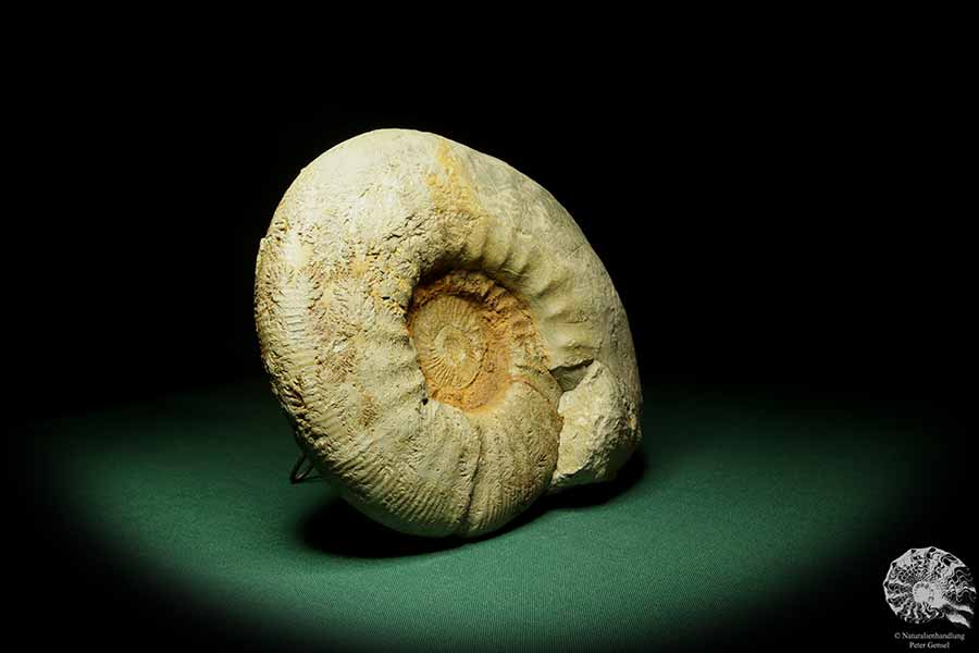 Ataxioceras spec. (15149) ein Kopffüßer aus Deutschland | Fossilien | Kopffüßer