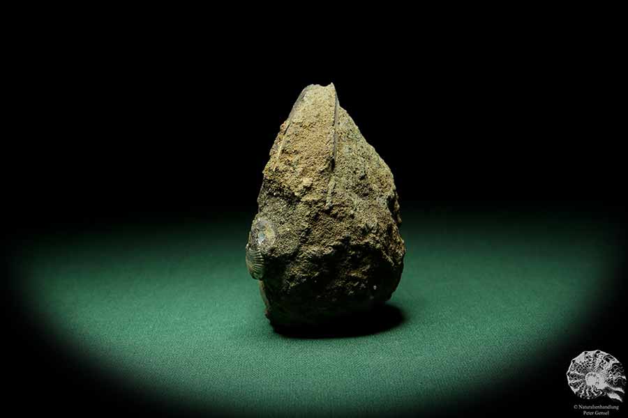 Kashpurites spec. (15152) ein Kopffüßer aus Russland | Fossilien | Kopffüßer