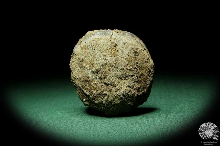 Kashpurites spec. (15152) ein Kopffüßer aus Russland | Fossilien | Kopffüßer