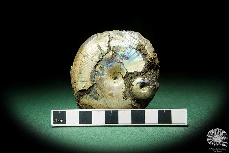 Kashpurites spec. (15152) a cephalopod from Russia | Fossils | Cephalopods