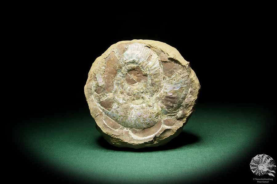 Asphinctites tenuiplicatus (15157) a cephalopod from Poland | Fossils | Cephalopods