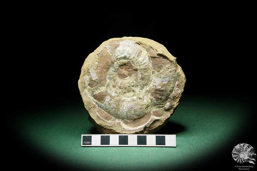 Asphinctites tenuiplicatus (15157) a cephalopod from Poland | Fossils | Cephalopods