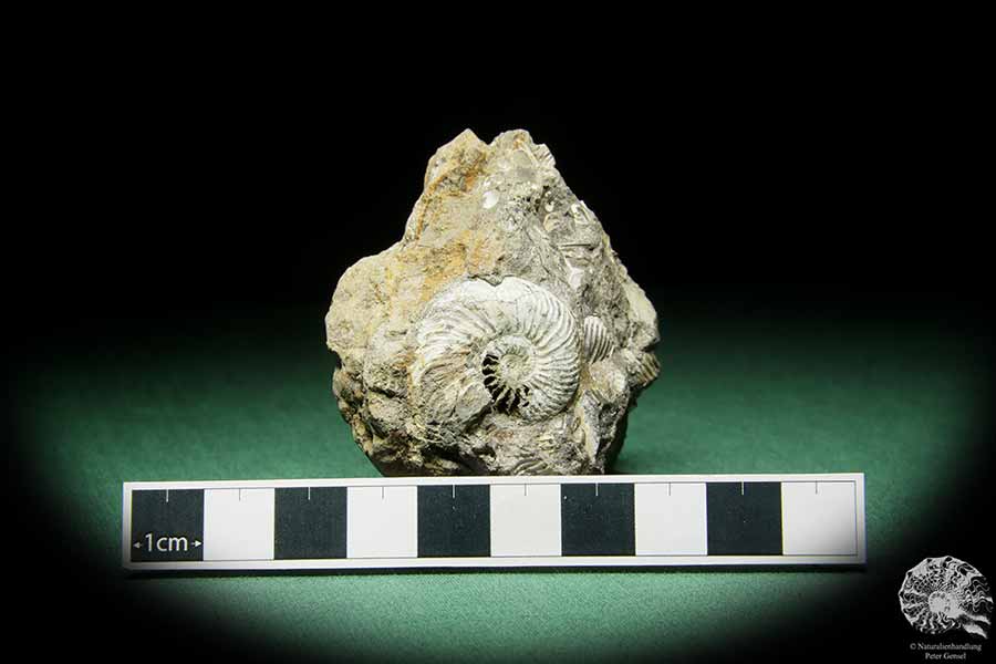 Quenstedtoceras spec. (15164) a cephalopod from Poland | Fossils | Cephalopods