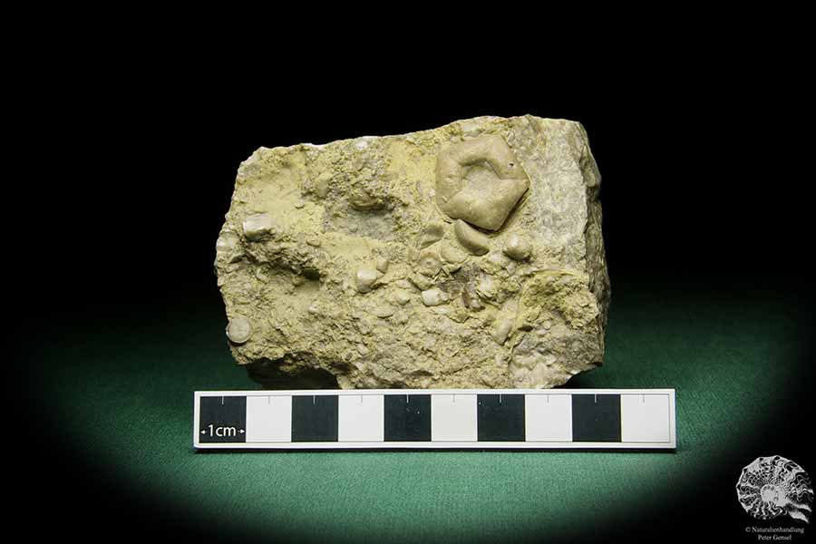 Encrinus liliiformis (15179) a echinoderm from Germany | Fossils | Echinoderms