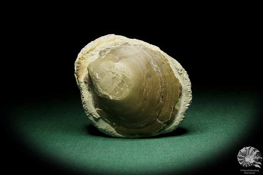 Pleuronectites laevigatus (15180) a shell from Germany | Fossils | Shells & Brachiopods