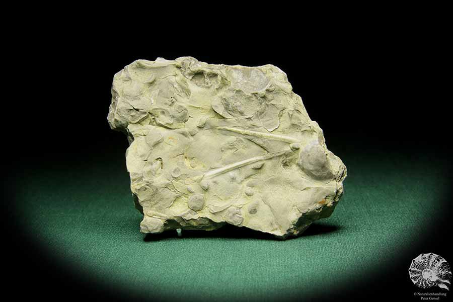 Cidaris transversa (15190) a echinoderm from Germany | Fossils | Echinoderms