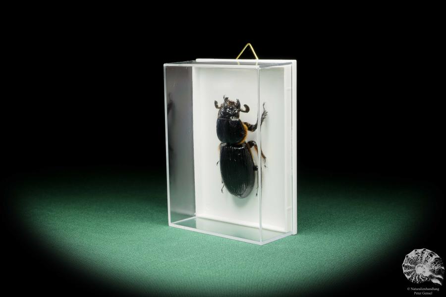 Aceraius grandis (15248) a beetle from Indonesia | Taxidermy | Beetles