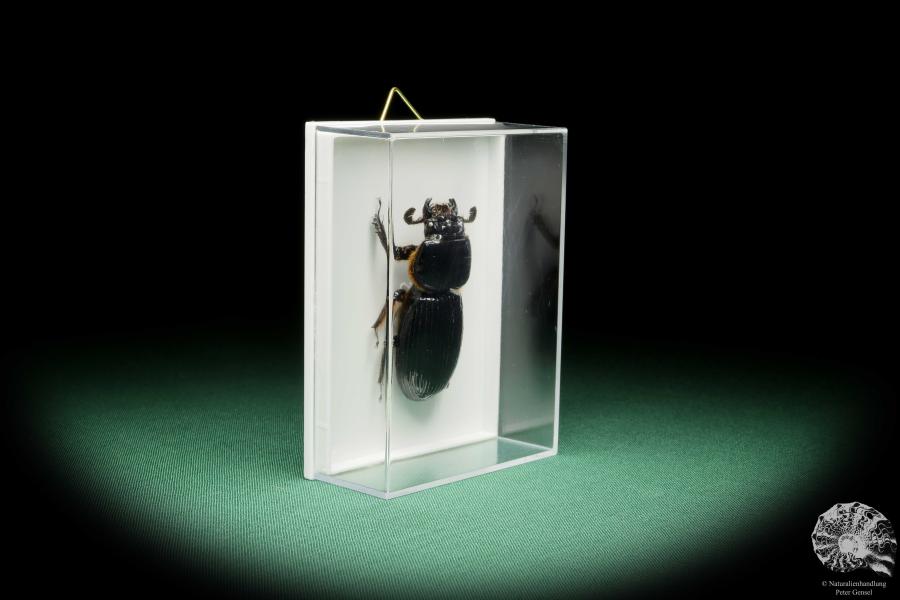 Aceraius grandis (15248) a beetle from Indonesia | Taxidermy | Beetles