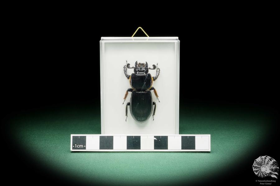 Aceraius grandis (15248) a beetle from Indonesia | Taxidermy | Beetles