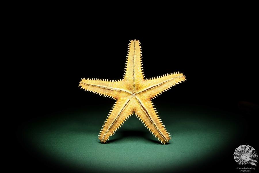 Asteropsis carinifera (15364) a echinoderm from Philippines | Conchylia | Starfish & Sea urchin