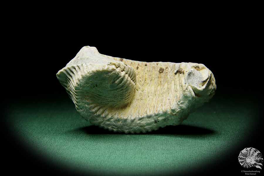 Alectryonia ungulata (15424) a shell from Madagascar | Fossils | Shells & Brachiopods