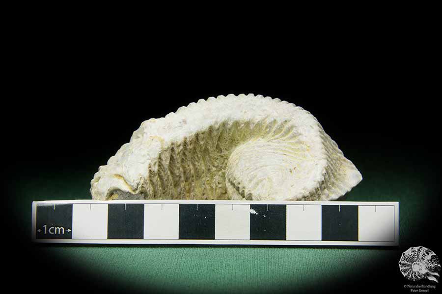 Alectryonia ungulata (15424) a shell from Madagascar | Fossils | Shells & Brachiopods