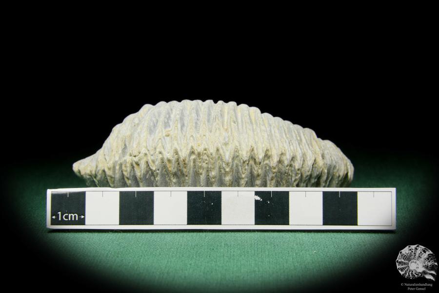 Alectryonia ungulata a shell