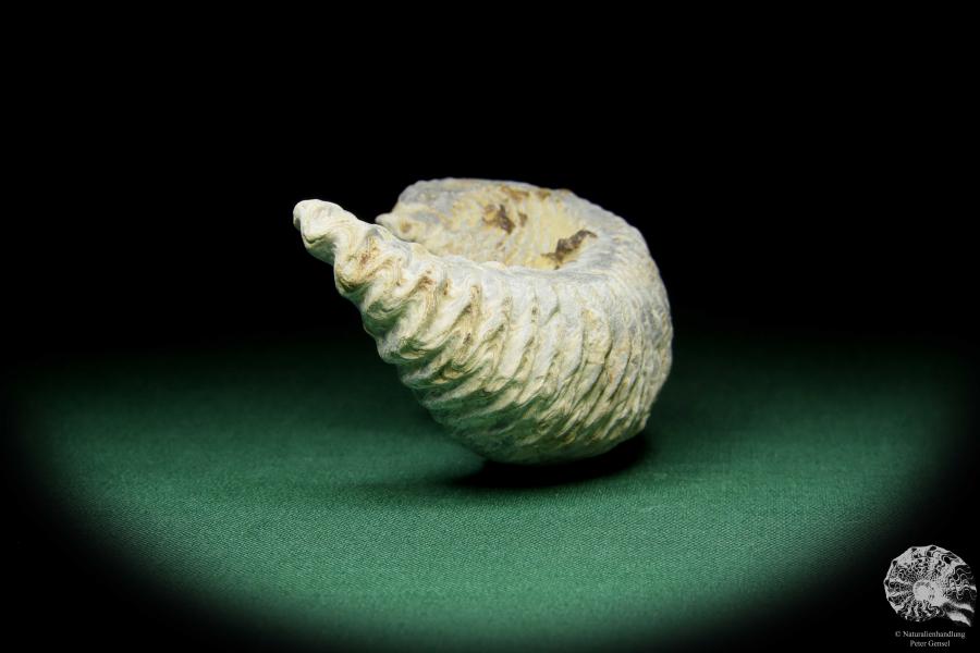 Alectryonia ungulata a shell