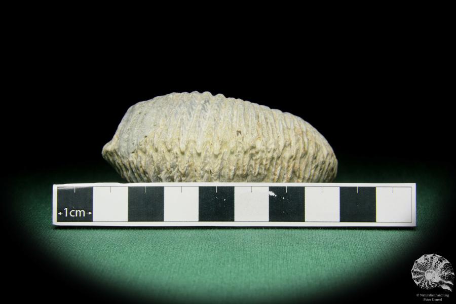 Alectryonia ungulata a shell