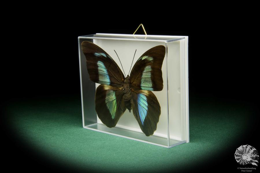 Archaeoprepona amphimachus amphiktion (15484) a butterfly from Central America | Taxidermy | Butterflies