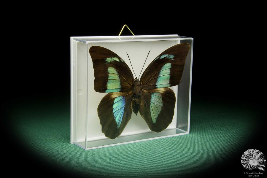 Archaeoprepona amphimachus amphiktion (15484) a butterfly from Central America | Taxidermy | Butterflies