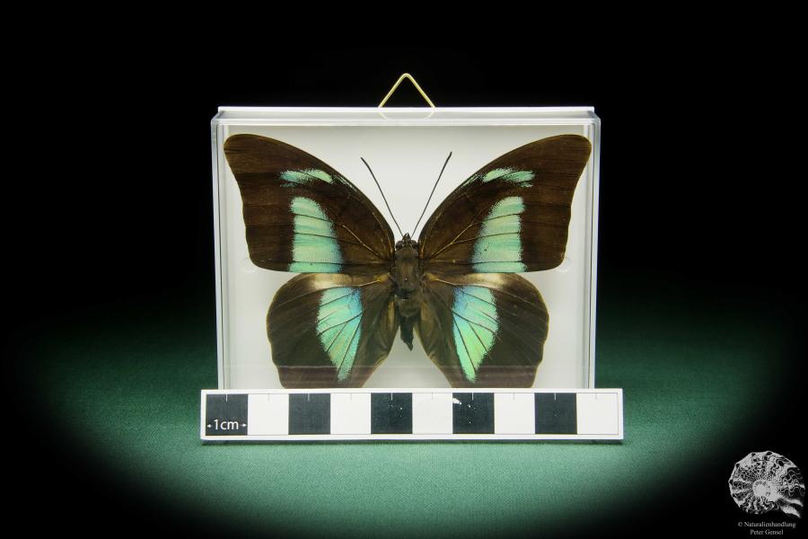 Archaeoprepona amphimachus amphiktion (15484) a butterfly from Central America | Taxidermy | Butterflies