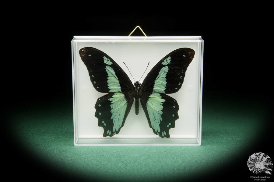 Papilio chrapkowskoides (15492) a butterfly from Africa | Taxidermy | Butterflies