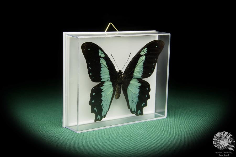 Papilio chrapkowskoides (15492) a butterfly from Africa | Taxidermy | Butterflies