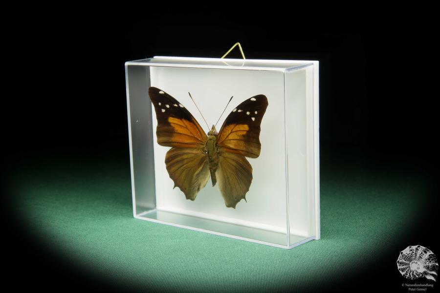 Historis acheronta (15494) a butterfly from South America | Taxidermy | Butterflies