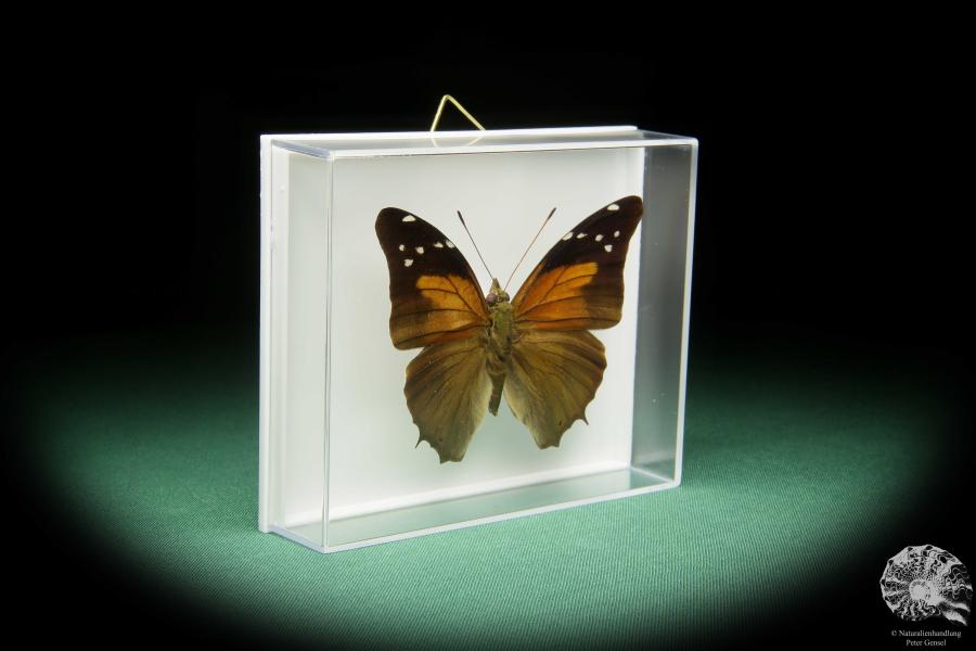 Historis acheronta (15494) a butterfly from South America | Taxidermy | Butterflies