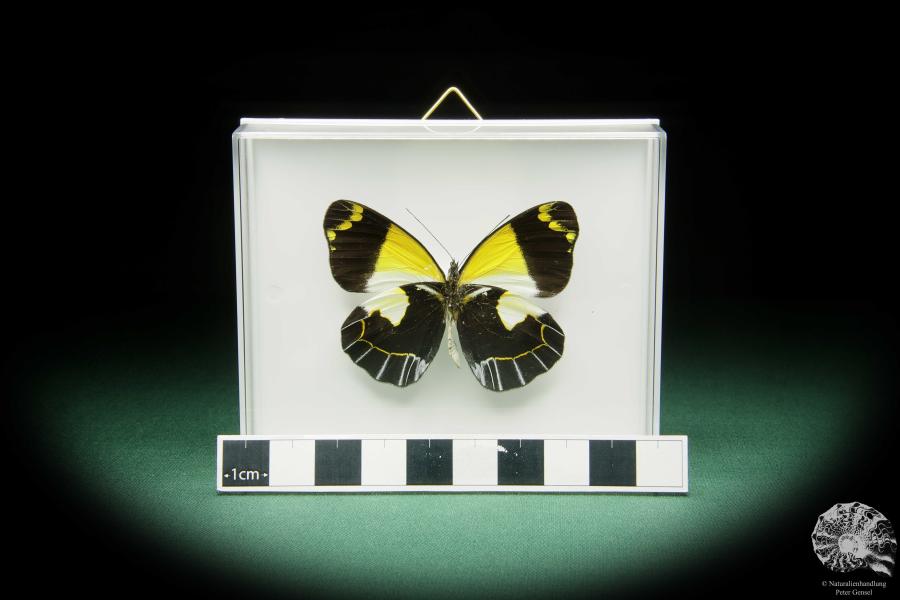 Delias meeki (15496) a butterfly from Papua New Guinea | Taxidermy | Butterflies