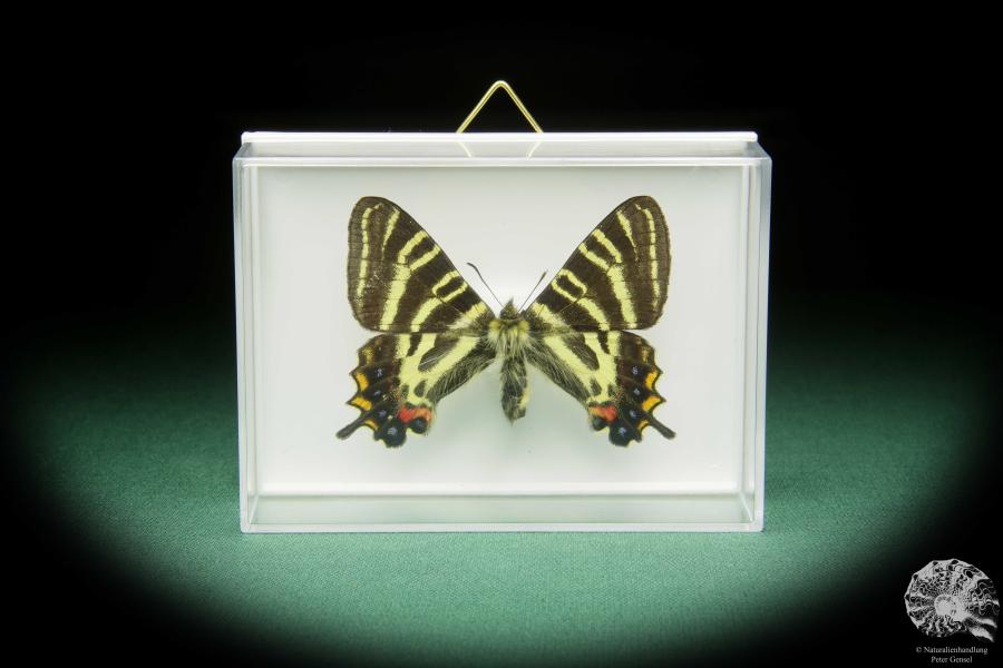 Luehdorfia japonica (15503) a butterfly from Japan | Taxidermy | Butterflies