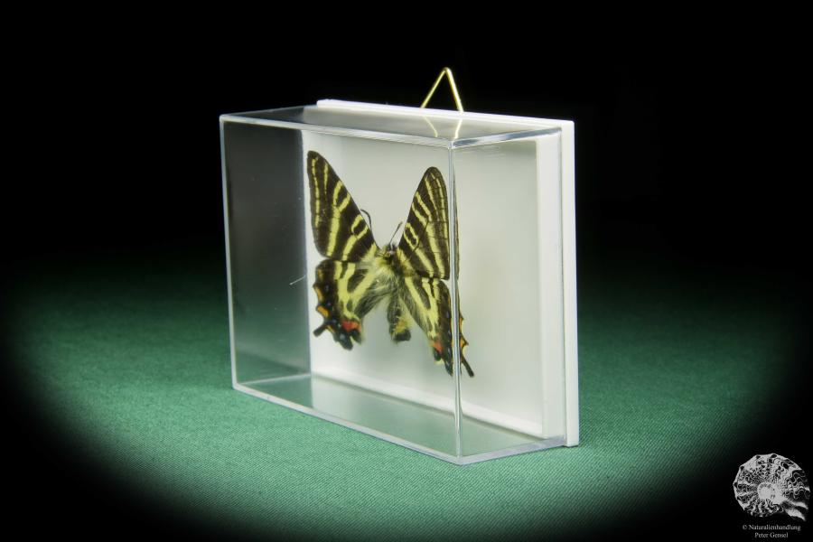 Luehdorfia japonica (15503) a butterfly from Japan | Taxidermy | Butterflies