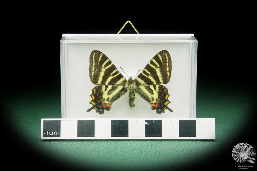 Luehdorfia japonica ein Schmetterling