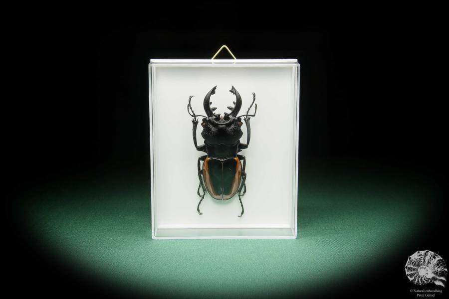 Odontolabis wollastoni (15520) a beetle from Malaysia | Taxidermy | Beetles