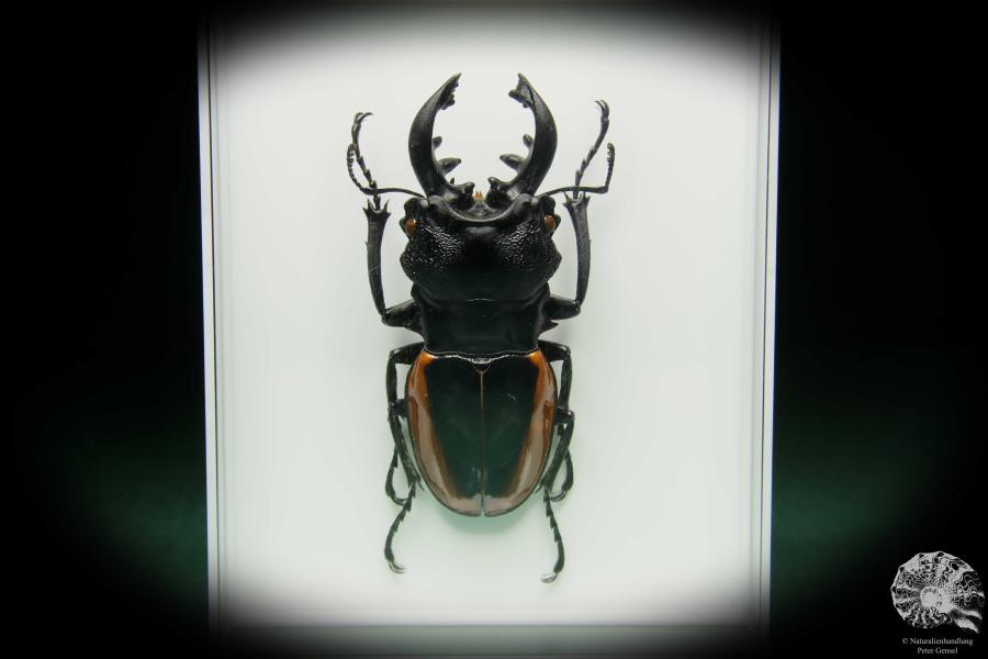 Odontolabis wollastoni (15520) a beetle from Malaysia | Taxidermy | Beetles