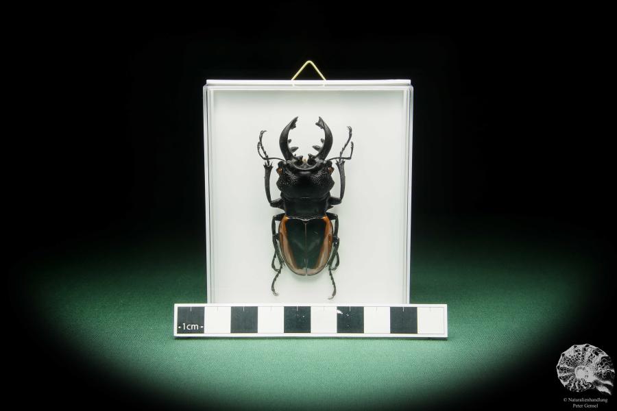 Odontolabis wollastoni (15520) a beetle from Malaysia | Taxidermy | Beetles