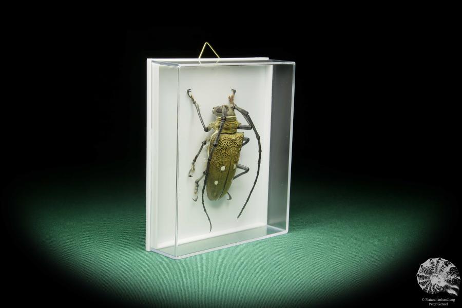 Batocera laena (15522) a beetle from Indonesia | Taxidermy | Beetles