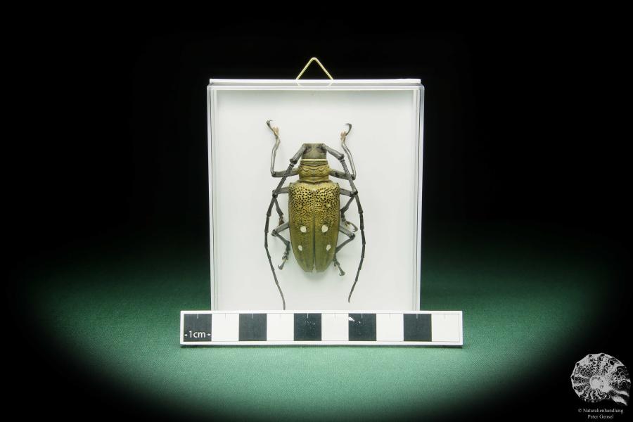 Batocera laena (15522) a beetle from Indonesia | Taxidermy | Beetles