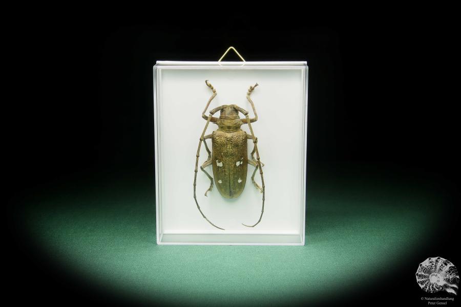 Batocera laena (15524) a beetle from Indonesia | Taxidermy | Beetles