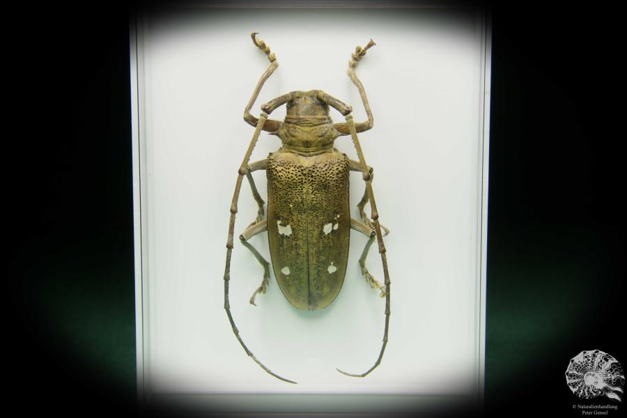 Batocera laena (15524) a beetle from Indonesia | Taxidermy | Beetles