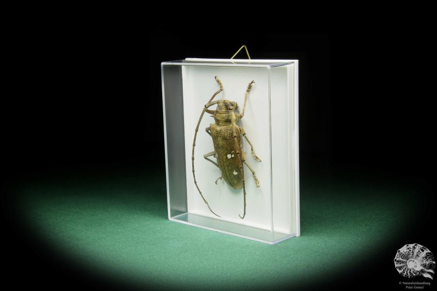 Batocera laena (15524) a beetle from Indonesia | Taxidermy | Beetles