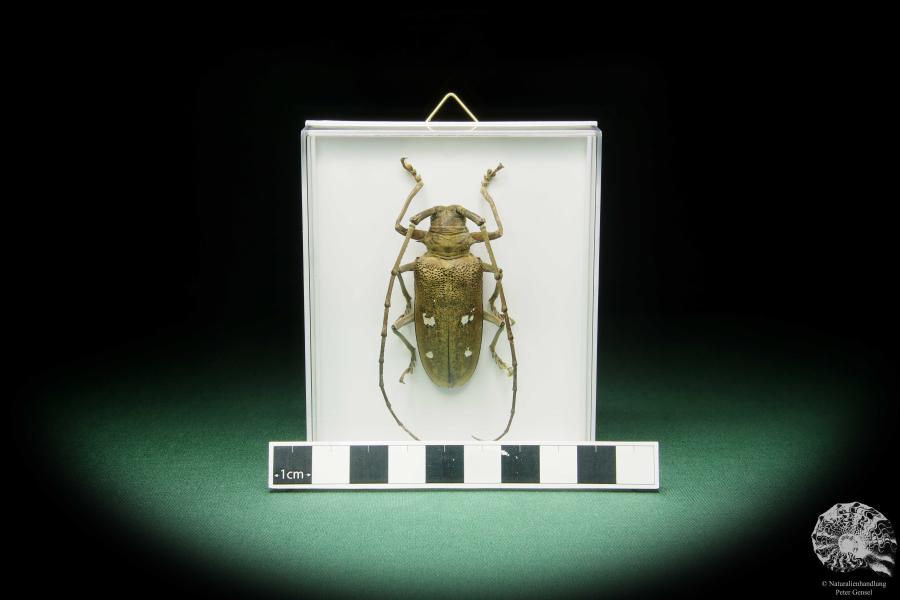 Batocera laena (15524) a beetle from Indonesia | Taxidermy | Beetles