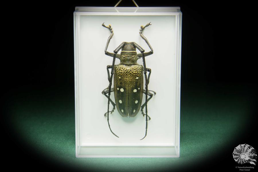 Batocera laena (15525) a beetle from Indonesia | Taxidermy | Beetles