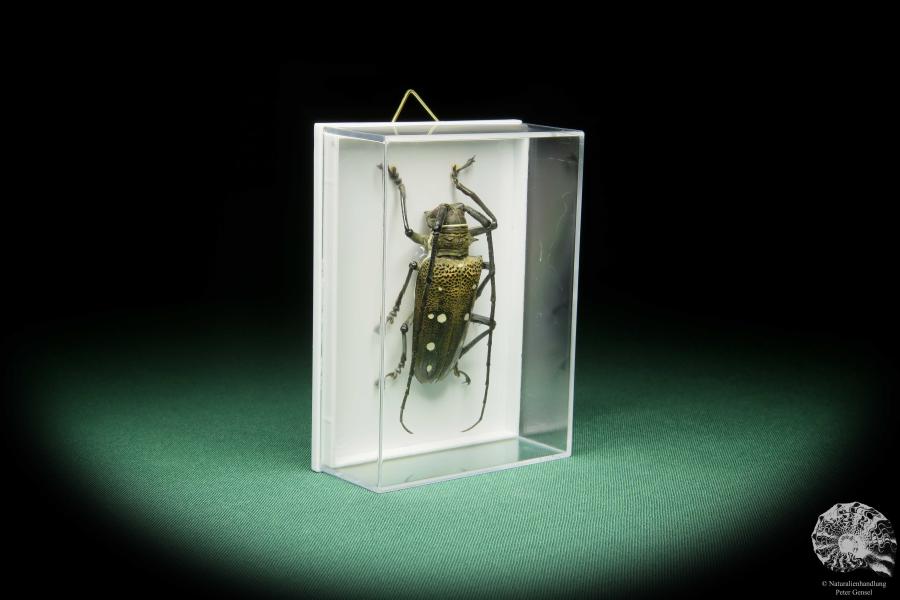 Batocera laena (15525) a beetle from Indonesia | Taxidermy | Beetles