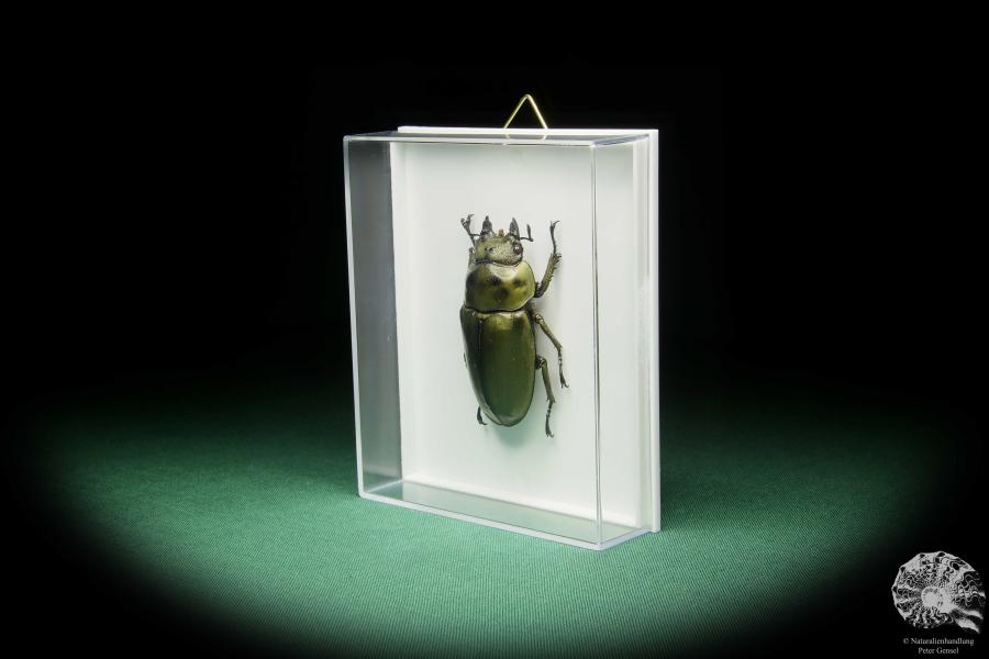 Allotopus rosenbergi (15530) a beetle from Southeast Asia | Taxidermy | Beetles