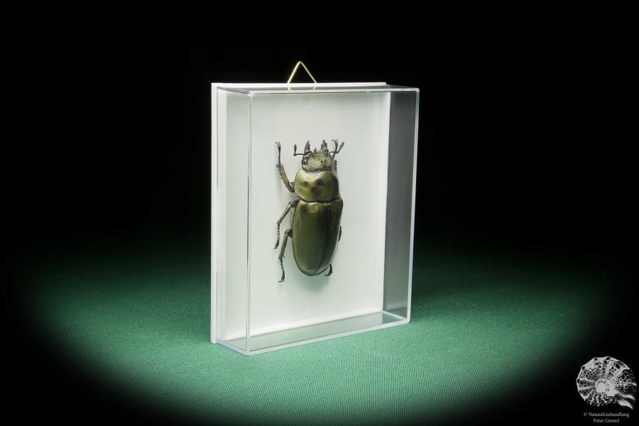 Allotopus rosenbergi (15530) a beetle from Southeast Asia | Taxidermy | Beetles