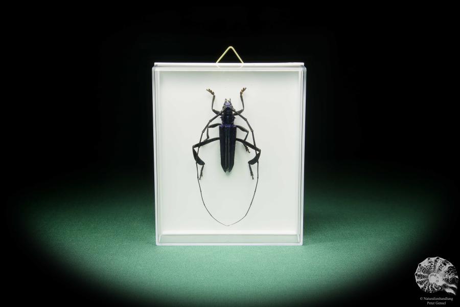 Chloridolum spec. (15538) a beetle from South East Asia | Taxidermy | Beetles